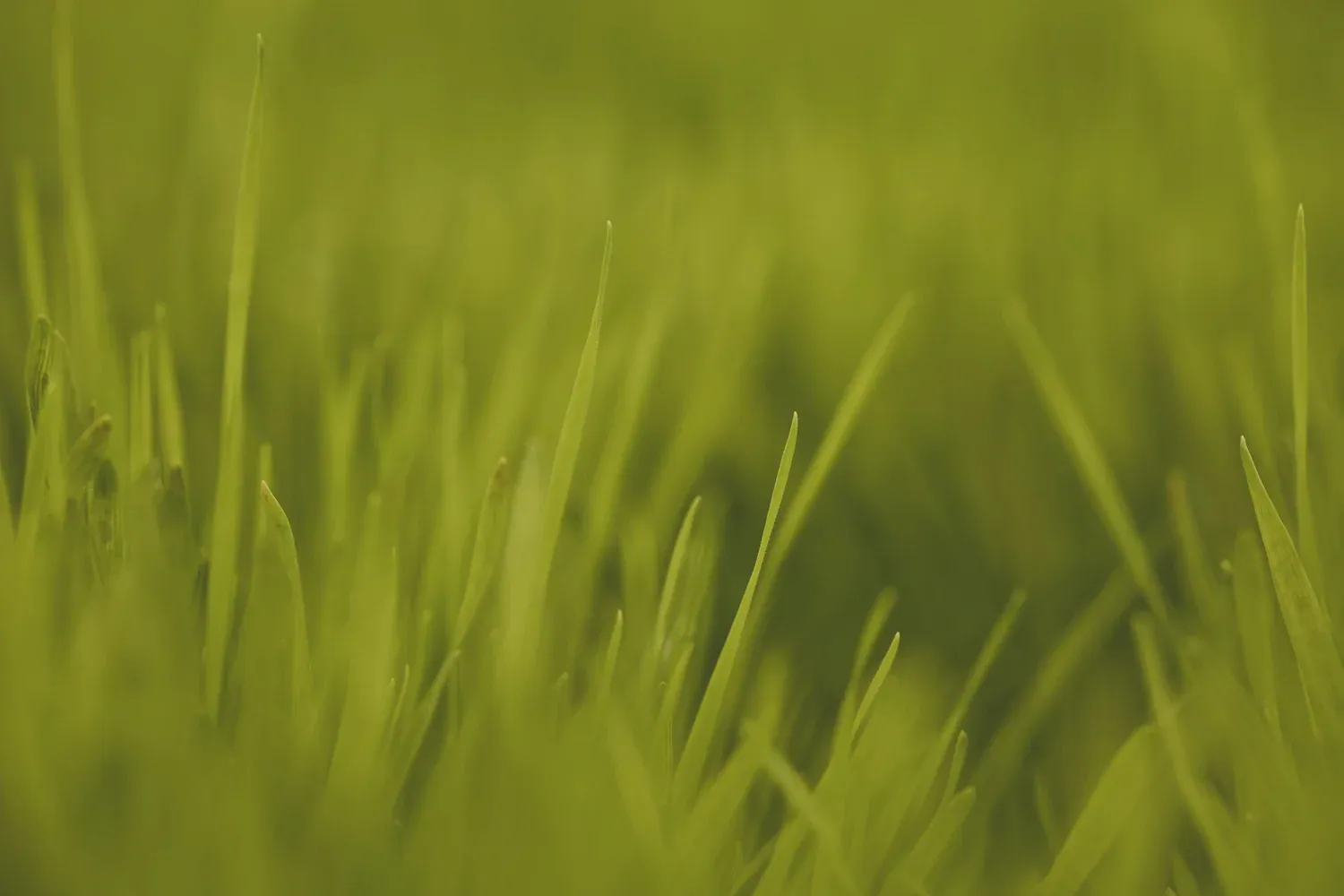 Sunlit green grass
